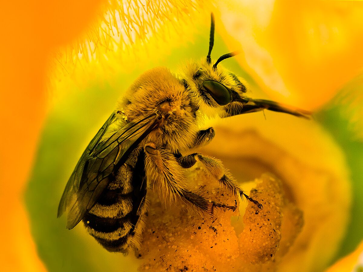 Meet Ontario's Pollinators Ontario Agricultural College